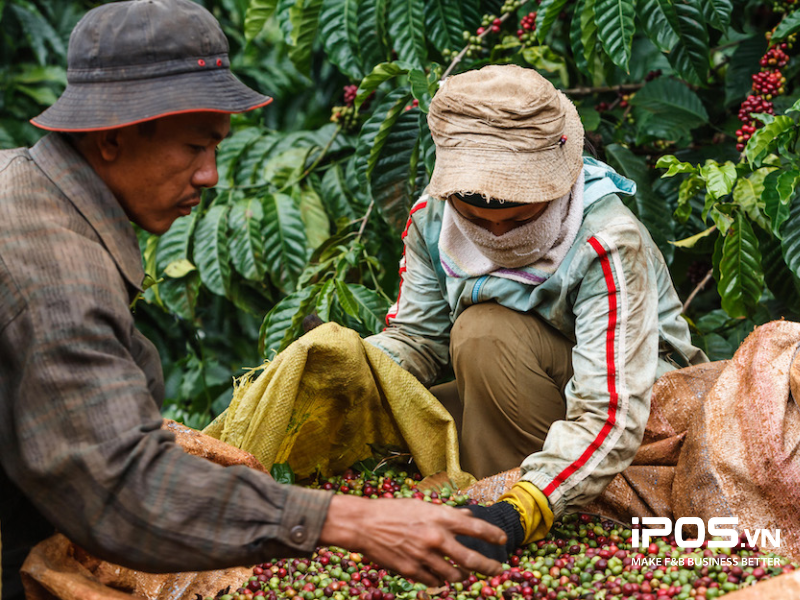 dự đoán giá cà phê 2023