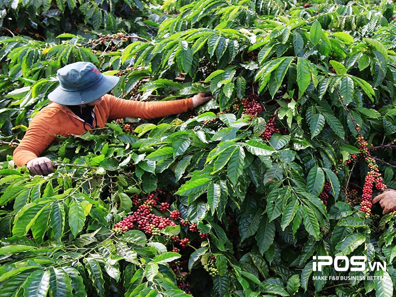 dự đoán giá cà phê 2023